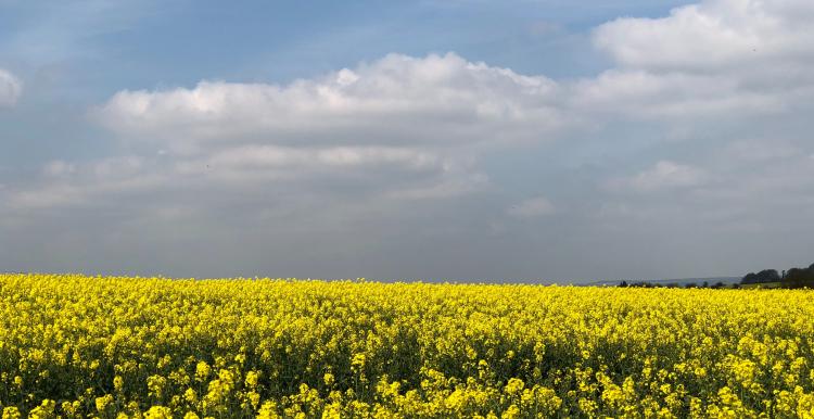 oil seed field