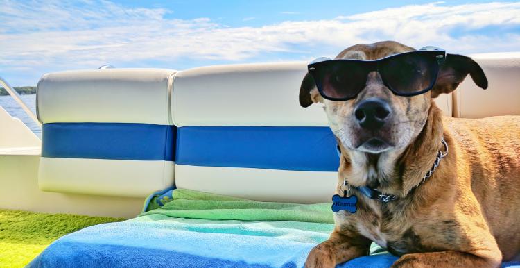 dog in sunglasses